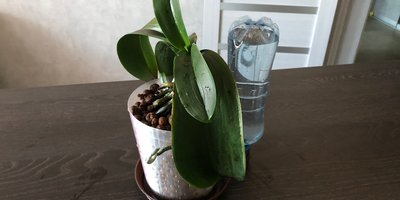 Орхидея на гидропонике (керамзит)