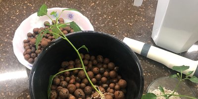 Какой раствор выбрать для растения на примерах