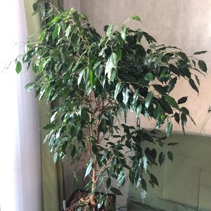 Изображение галереи