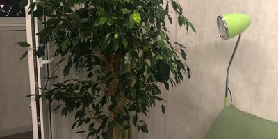 Гидропоника. Выращиваем фикус