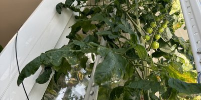 Томат(помидор) на гидропонике на балконе