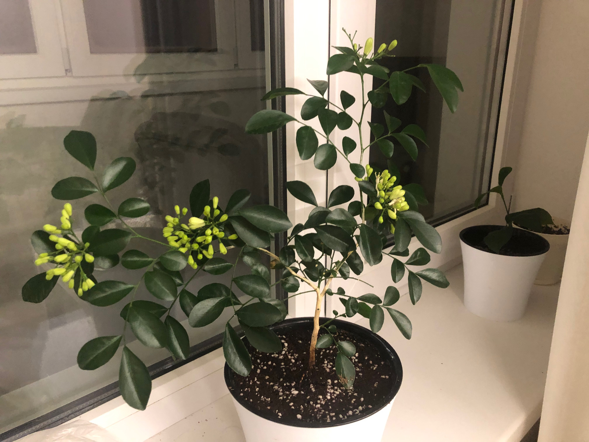 Мурайа - фото 1