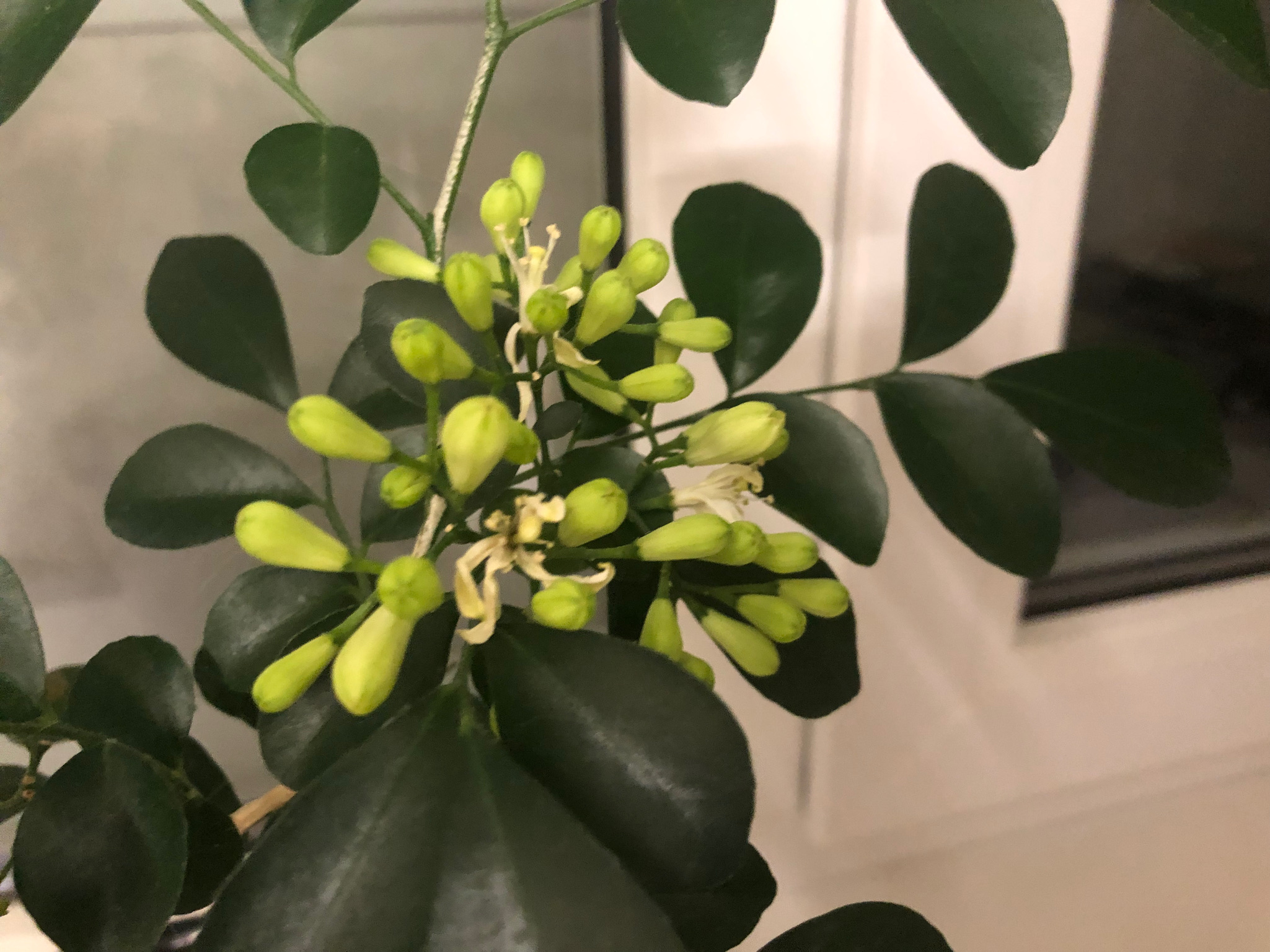 Мурайа - фото 2